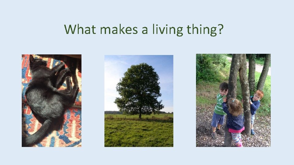 What makes a living thing? 