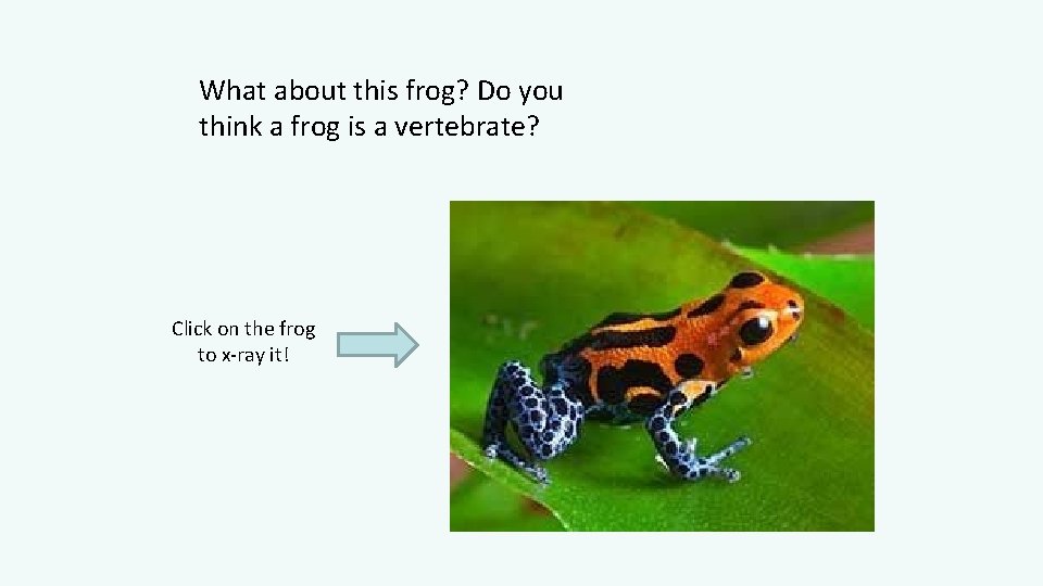 What about this frog? Do you think a frog is a vertebrate? Click on