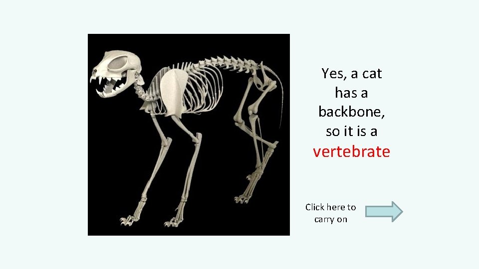 Yes, a cat has a backbone, so it is a vertebrate Click here to