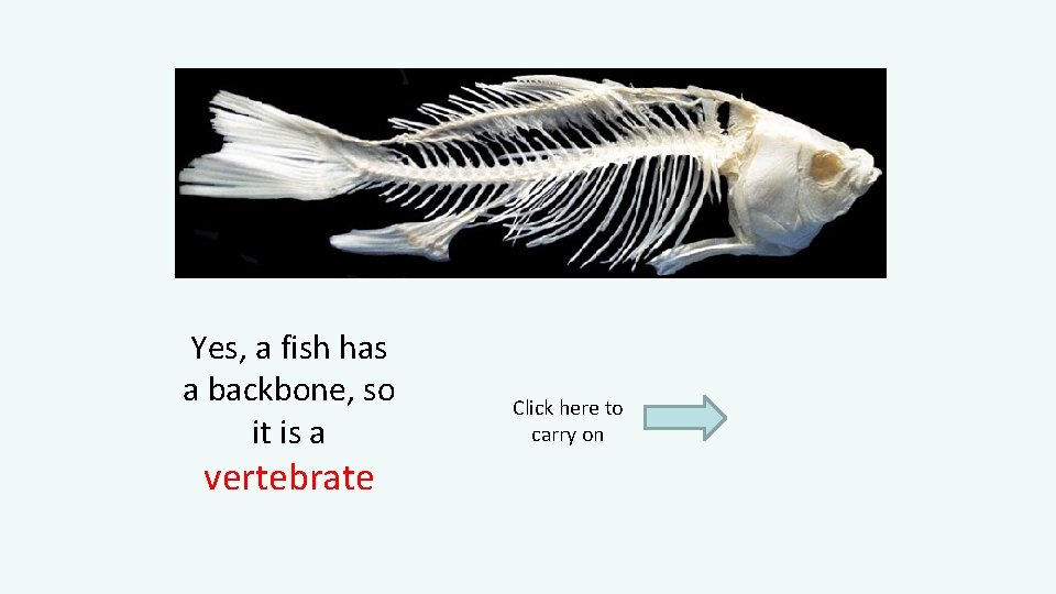 Yes, a fish has a backbone, so it is a vertebrate Click here to