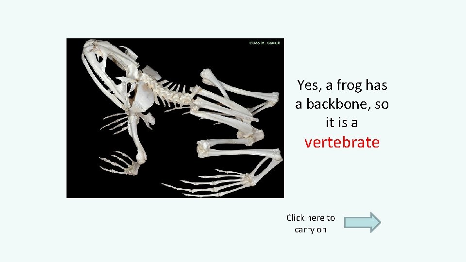 Yes, a frog has a backbone, so it is a vertebrate Click here to