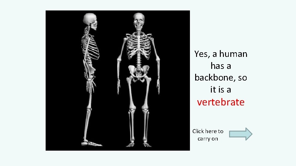 Yes, a human has a backbone, so it is a vertebrate Click here to