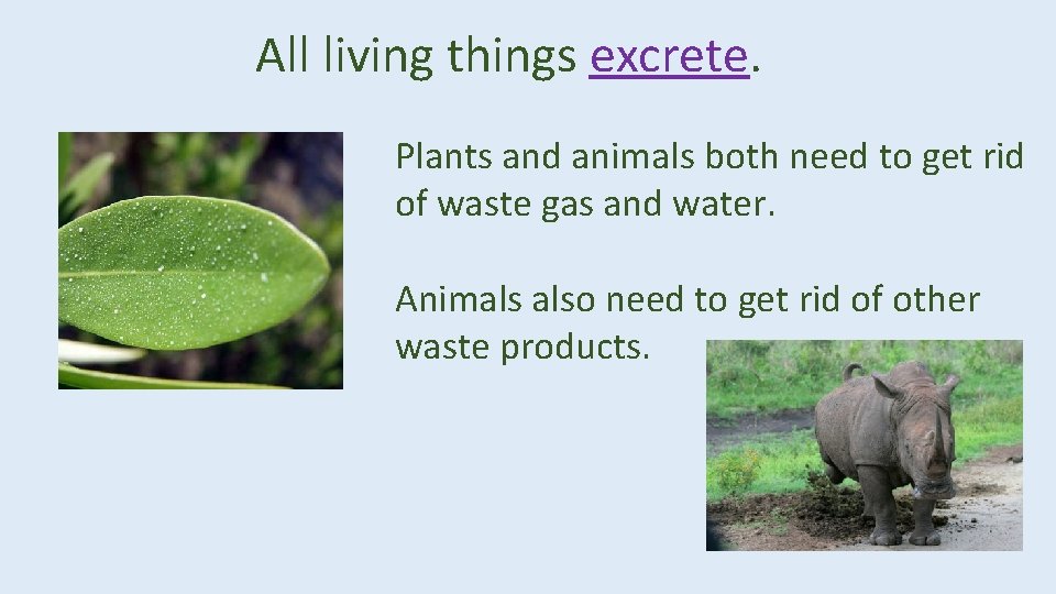 All living things excrete. Plants and animals both need to get rid of waste