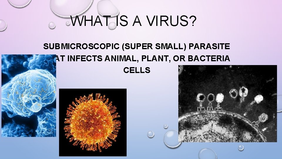 WHAT IS A VIRUS? SUBMICROSCOPIC (SUPER SMALL) PARASITE THAT INFECTS ANIMAL, PLANT, OR BACTERIA