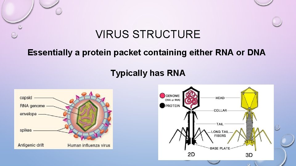 VIRUS STRUCTURE Essentially a protein packet containing either RNA or DNA Typically has RNA