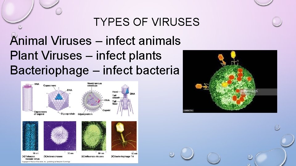 TYPES OF VIRUSES Animal Viruses – infect animals Plant Viruses – infect plants Bacteriophage