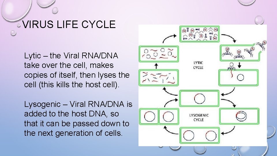 VIRUS LIFE CYCLE Lytic – the Viral RNA/DNA take over the cell, makes copies