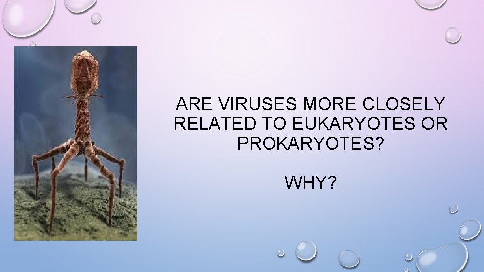 ARE VIRUSES MORE CLOSELY RELATED TO EUKARYOTES OR PROKARYOTES? WHY? 