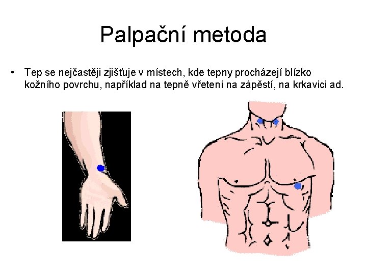 Palpační metoda • Tep se nejčastěji zjišťuje v místech, kde tepny procházejí blízko kožního