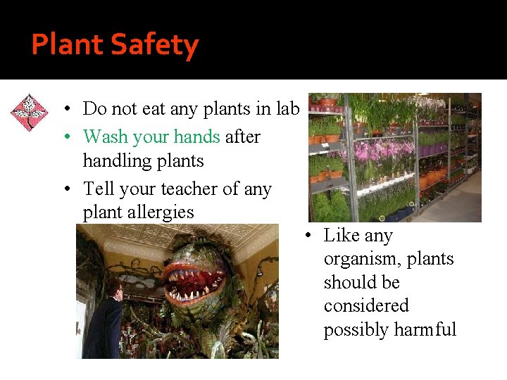 Plant Safety • Do not eat any plants in lab • Wash your hands