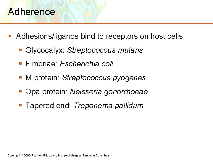 Adherence § Adhesions/ligands bind to receptors on host cells § Glycocalyx: Streptococcus mutans §