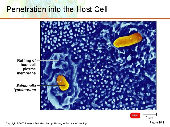 Penetration into the Host Cell Copyright © 2006 Pearson Education, Inc. , publishing as