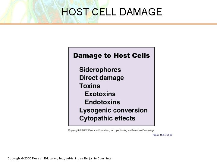 HOST CELL DAMAGE Copyright © 2006 Pearson Education, Inc. , publishing as Benjamin Cummings