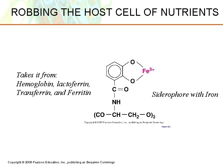 ROBBING THE HOST CELL OF NUTRIENTS Takes it from: Hemoglobin, lactoferrin, Transferrin, and Ferritin