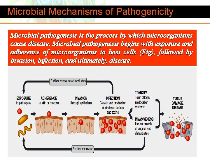 Microbial Mechanisms of Pathogenicity Microbial pathogenesis is the process by which microorganisms cause disease.