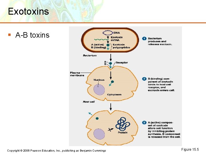 Exotoxins § A-B toxins Copyright © 2006 Pearson Education, Inc. , publishing as Benjamin