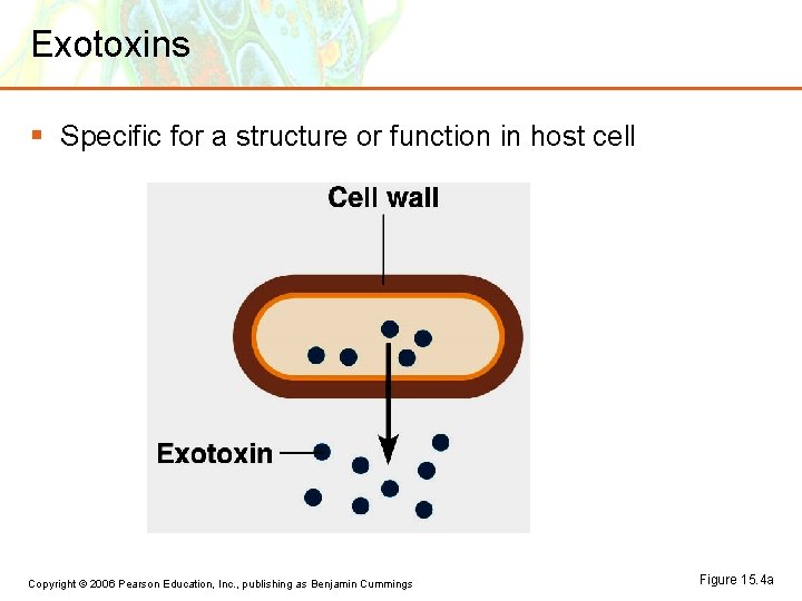 Exotoxins § Specific for a structure or function in host cell Copyright © 2006