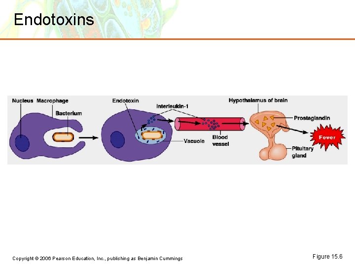 Endotoxins Copyright © 2006 Pearson Education, Inc. , publishing as Benjamin Cummings Figure 15.