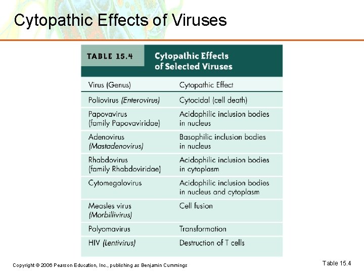 Cytopathic Effects of Viruses Copyright © 2006 Pearson Education, Inc. , publishing as Benjamin