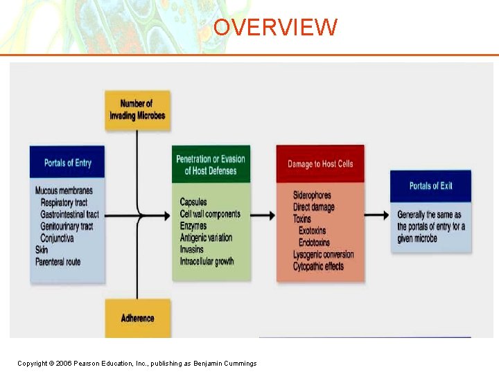 OVERVIEW Copyright © 2006 Pearson Education, Inc. , publishing as Benjamin Cummings 