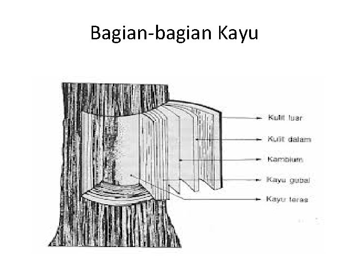 Bagian-bagian Kayu 