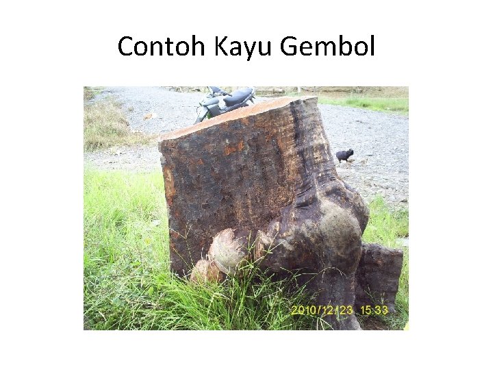 Contoh Kayu Gembol 