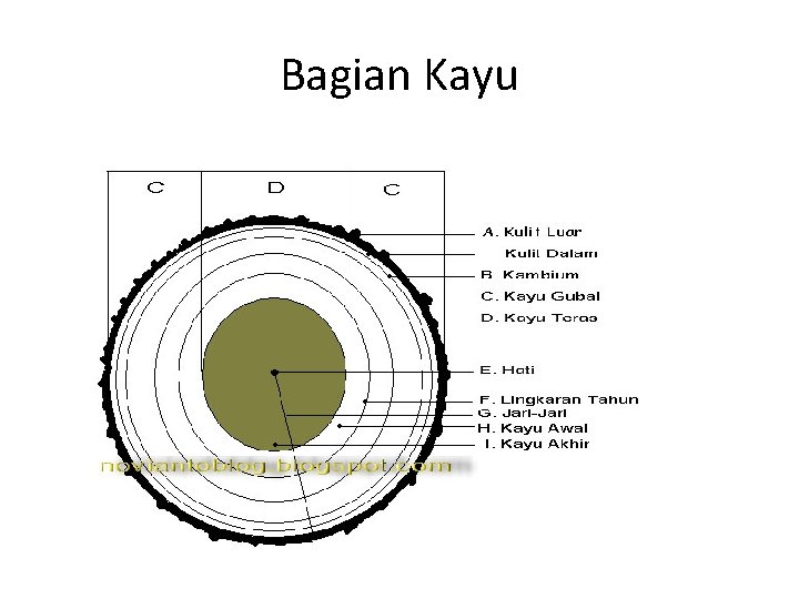 Bagian Kayu 
