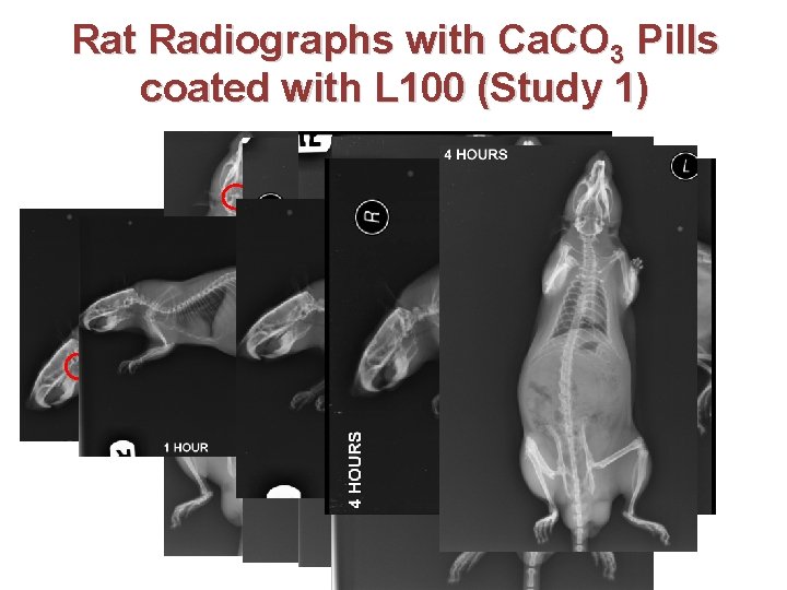 Rat Radiographs with Ca. CO 3 Pills coated with L 100 (Study 1) 41