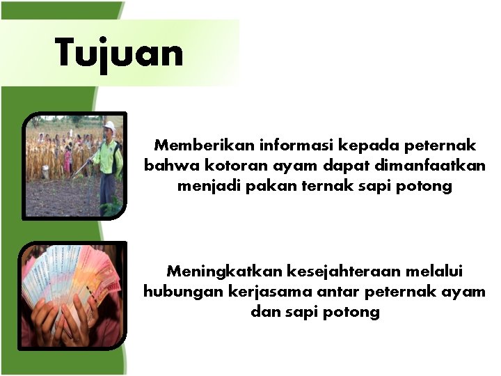 Tujuan Memberikan informasi kepada peternak bahwa kotoran ayam dapat dimanfaatkan menjadi pakan ternak sapi