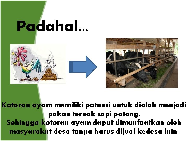 Padahal. . . Kotoran ayam memiliki potensi untuk diolah menjadi pakan ternak sapi potong.