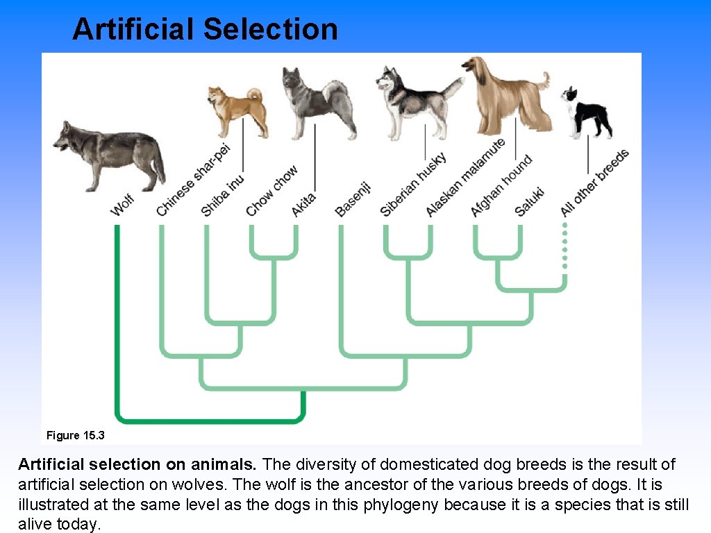 Artificial Selection Figure 15. 3 Artificial selection on animals. The diversity of domesticated dog