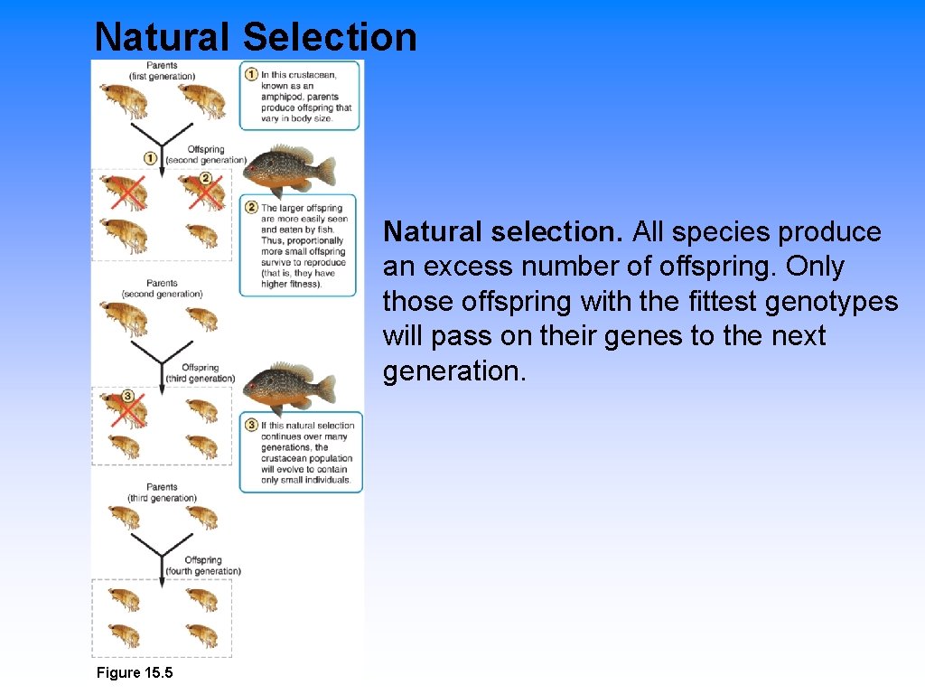 Natural Selection Natural selection. All species produce an excess number of offspring. Only those