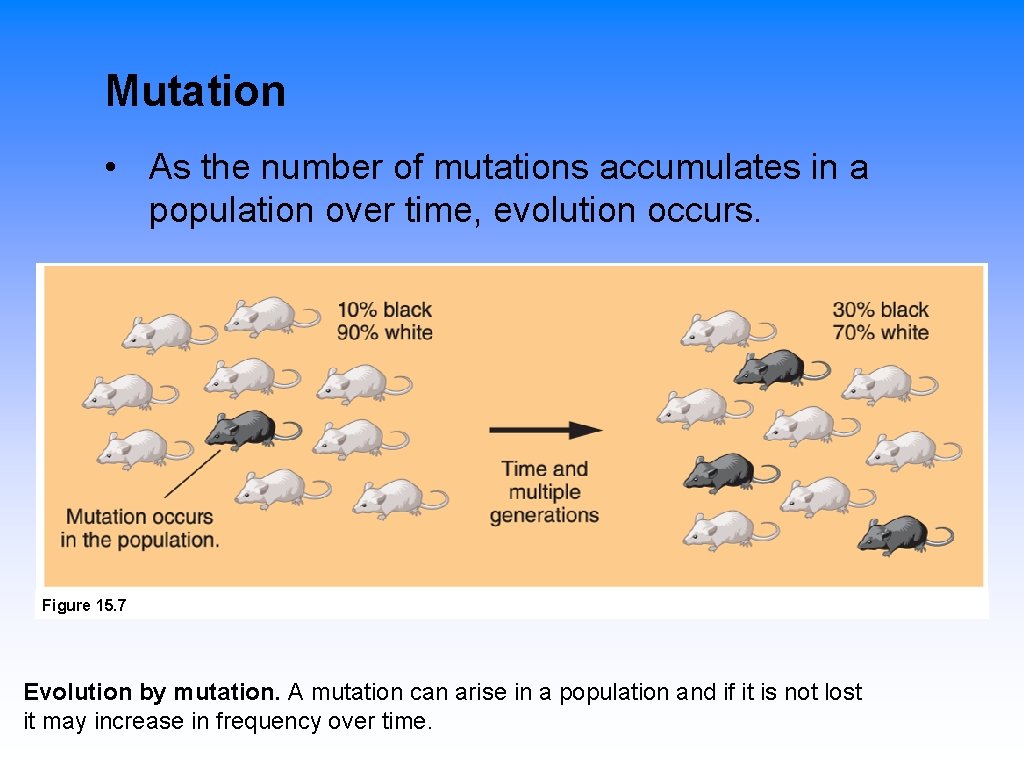 Mutation • As the number of mutations accumulates in a population over time, evolution