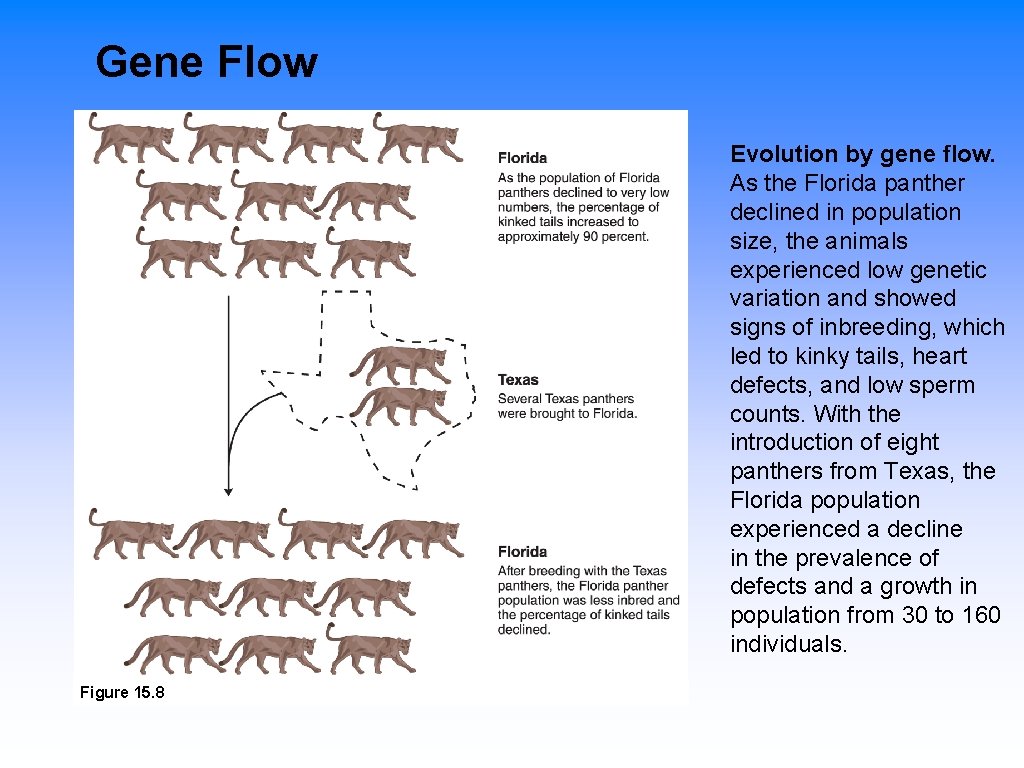 Gene Flow Evolution by gene flow. As the Florida panther declined in population size,