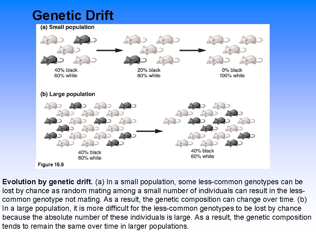 Genetic Drift Figure 15. 9 Evolution by genetic drift. (a) In a small population,