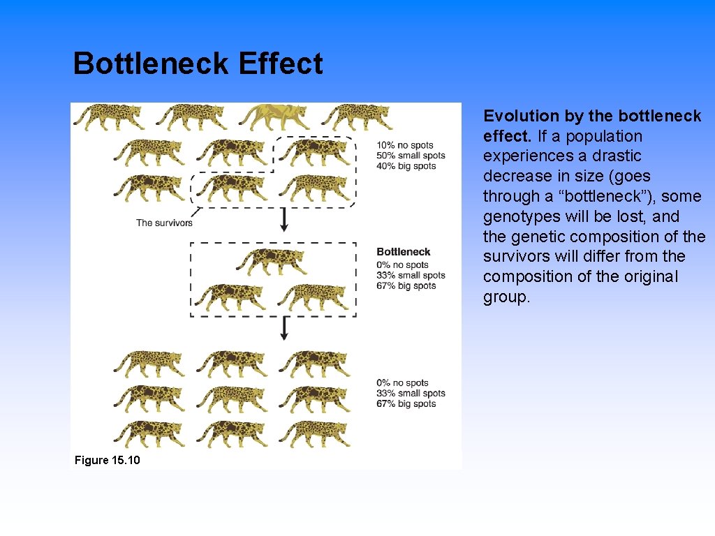 Bottleneck Effect Evolution by the bottleneck effect. If a population experiences a drastic decrease