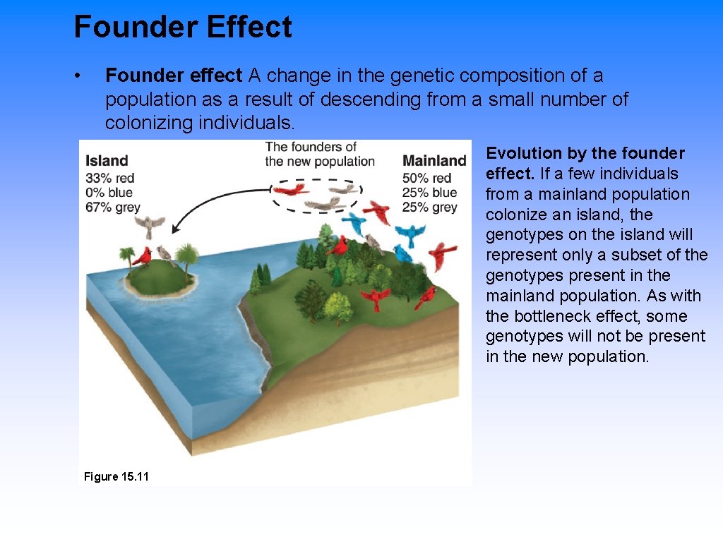 Founder Effect • Founder effect A change in the genetic composition of a population