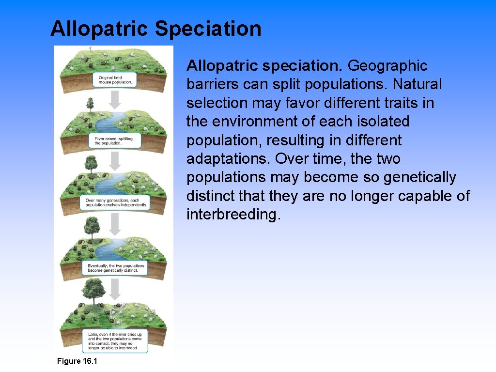 Allopatric Speciation Allopatric speciation. Geographic barriers can split populations. Natural selection may favor different