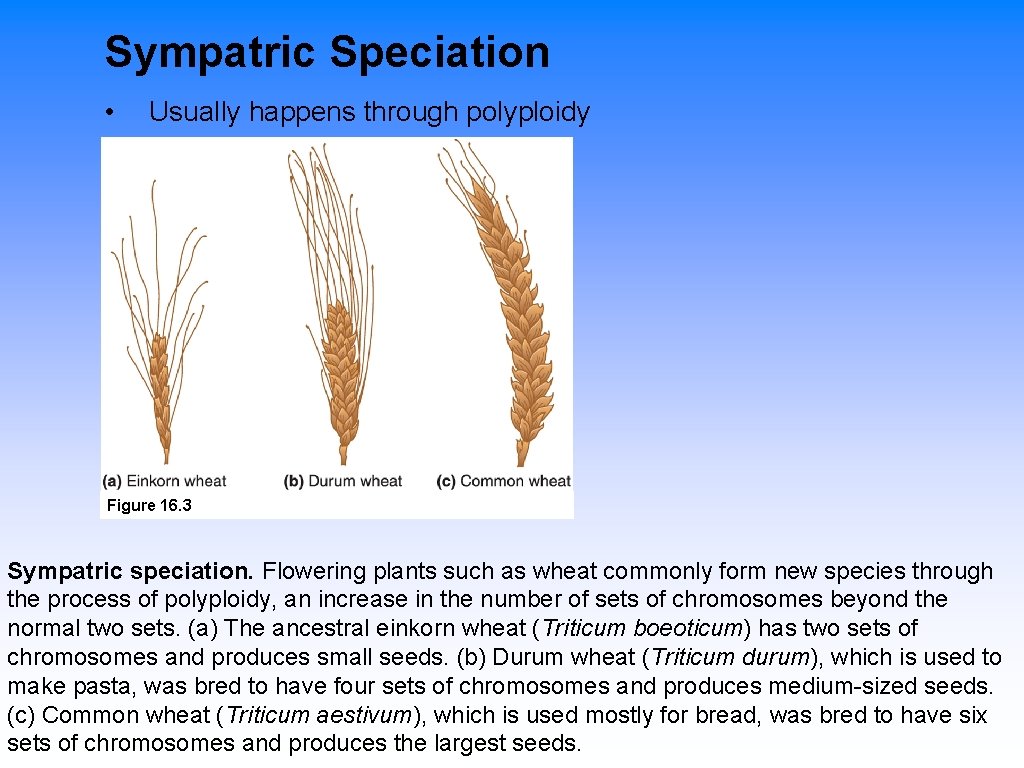 Sympatric Speciation • Usually happens through polyploidy Figure 16. 3 Sympatric speciation. Flowering plants