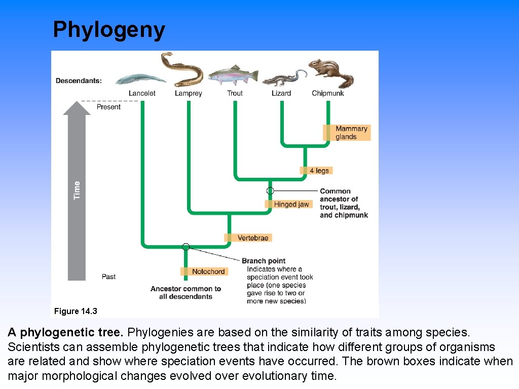 Phylogeny Figure 14. 3 A phylogenetic tree. Phylogenies are based on the similarity of