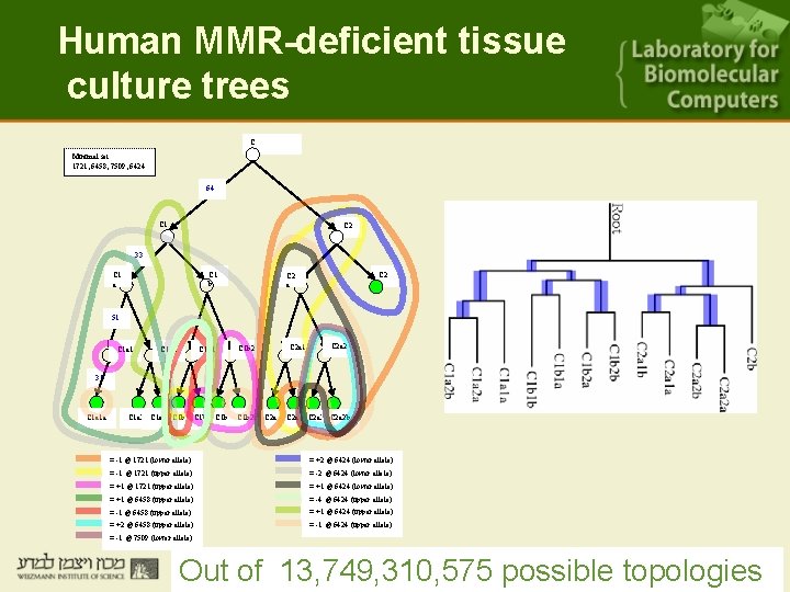 Human MMR-deficient tissue culture trees C Minimal set: 1721, 6458, 7509, 6424 64 C