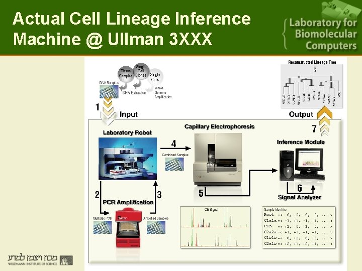 Actual Cell Lineage Inference Machine @ Ullman 3 XXX 