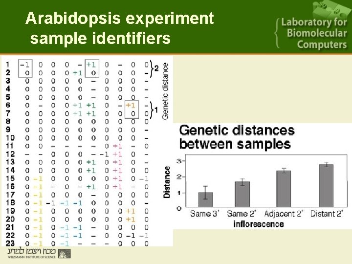 Arabidopsis experiment sample identifiers 