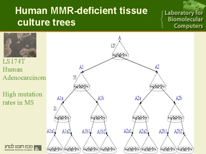 Human MMR-deficient tissue culture trees LS 174 T Human Adenocarcinoma High mutation rates in