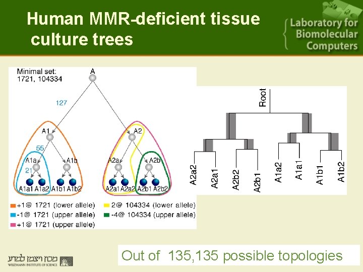 Human MMR-deficient tissue culture trees Out of 135, 135 possible topologies 
