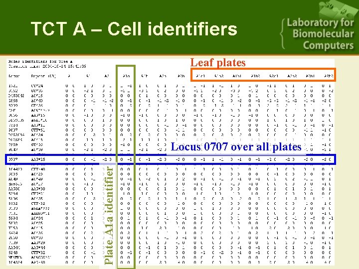 TCT A – Cell identifiers Leaf plates Plate A 1 a identifier Locus 0707