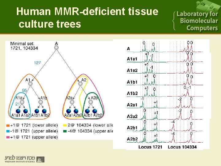 Human MMR-deficient tissue culture trees 