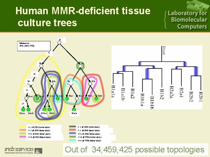 Human MMR-deficient tissue culture trees B Minimal set: 5994, 2068, VWA 73 B 1