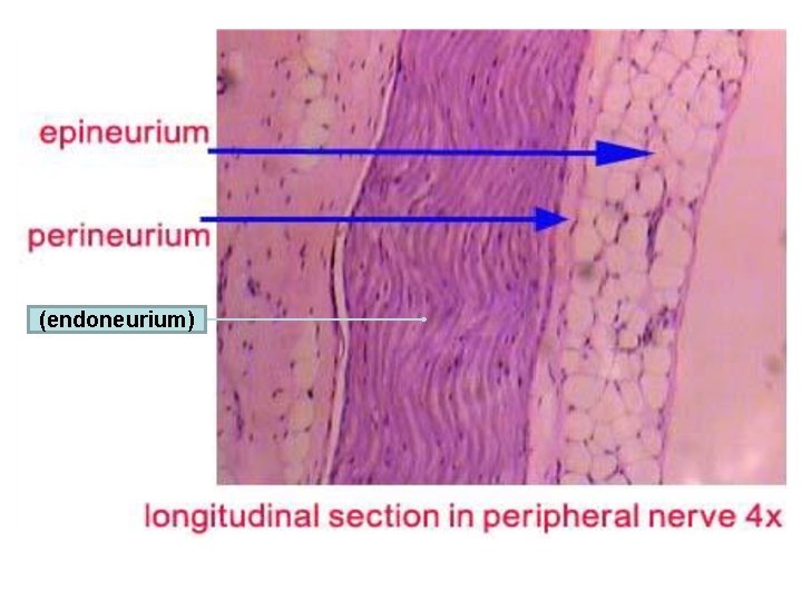 (endoneurium) 