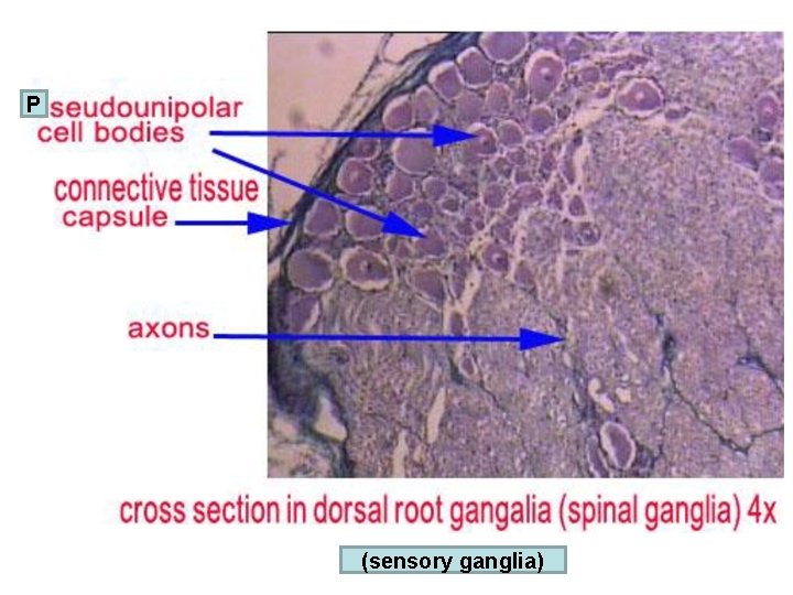 P (sensory ganglia) 